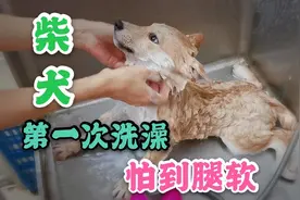 小柴犬第一次洗澡怕到后腿酥软无力 一副任人宰割的样子太可爱了视频封面