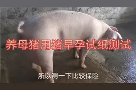 新手养母猪不知道怎么判断是否怀孕用猪早孕试纸测试！