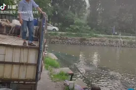 两万斤黑妹清塘视频封面