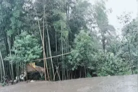 持续十来天38℃高温，终于下大雨 鸭子对着屋檐水淋澡！视频封面