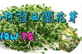 如何能吃到新鲜的西兰花芽菜？在家就能做到。三个步骤轻松搞掂视频封面