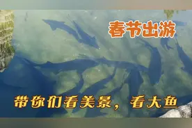 把美景分享给你们，你们见过这么大的鱼吗，小保带你们一起看看