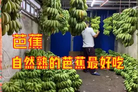 海南特产芭蕉，这种树上熟的最好吃了