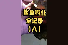鲨鱼孵化全记录，这只鲨鱼正在茁壮成长，可惜那几个透明鲨鱼卵已经死亡#frank的私人水族馆 #神奇动物在抖音
