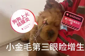 狗狗上火结膜炎引起的第三眼睑增生影响视线只能切除治疗视频封面