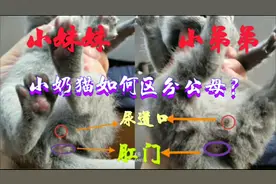 流浪蓝猫报恩记:半个月小奶猫如何区分公母？除了卖萌就是睡觉