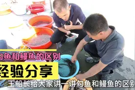 勾鱼和鳗鱼，有什么不同？日照任家台渔民王锋平大哥这样告诉我们视频封面