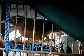 画眉鸟头型介绍，削竹头型是极品中的极品，样子凶猛一起来了解