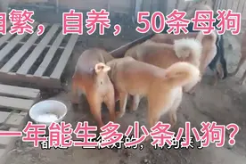 自繁自养50条种母狗，一个母狗一年生两窝？赚大了？视频封面