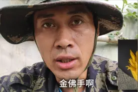 佛手品种不少，这个品种才是佛手界的老大，详细解读金佛手。视频封面