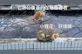 流浪猫小狸花昨天讨饭吃的后续，一拖六，老公和孩子全带过来了视频封面