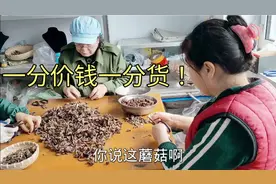 小刀家找3个阿姨剪蘑菇，把根子埋地里，明年种的黄瓜都是榛蘑味