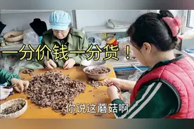 小刀家找3个阿姨剪蘑菇，把根子埋地里，明年种的黄瓜都是榛蘑味