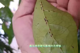 招财树叶子粘粘的亮亮的且满满全是黑虫怎么处理？视频封面