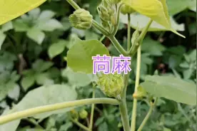 农村苘麻煮水泡脚厉害了，原来有这么多的好处，值得收藏