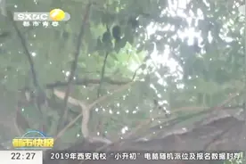 陕西渭南：一米长蛇盘踞大树，路过行人闻风丧胆，消防紧急处置视频封面