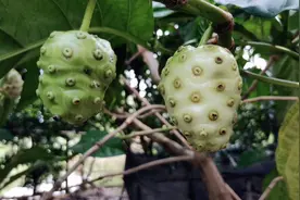 长相恐怖，吃了让人“呕吐”的水果，这就是诺丽果它的功效很了得视频封面