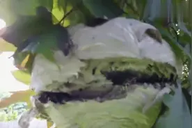 真会玩老外用大疆无人机捣毁马蜂窝，还把整个过程录了下来视频封面