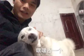 狗狗不听话，听完这声音后，立马变老实了。