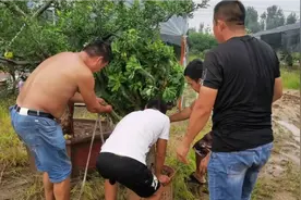 农村花卉市场有好货，一颗30多年的玉麒麟。你说能值多少钱视频封面