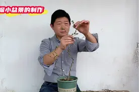 石榴盆景的制作方法，简单操作，石榴小苗瞬间变成绝美盆景视频封面
