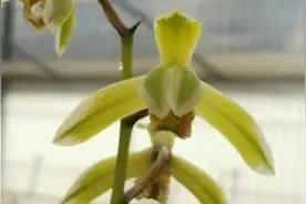 兰花施肥的几种常用方法