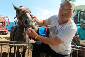 马，驴，骡，如何看岁数？专业贩马的大叔来教给你，长见识了视频封面