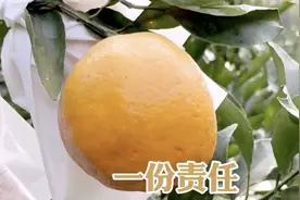 橘子生长过程
