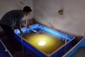 2米的大鱼池抽底换水并不难 室内鱼池想培养出理想的水质速度很慢视频封面