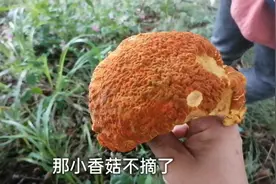 牛肝菌含丰富的维生素，是一种带有特殊香味的珍贵菌类，你吃过没视频封面