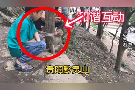 臭名昭著的峨眉山猴让游客谈“猴”色变，而黔灵山的游客与猴共乐