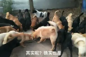 养殖场土狗，想让它们乖乖不打架，其实，方法好简单。视频封面
