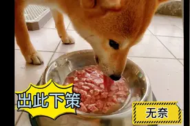 狗狗不愿在家尿，主人装了一大盆肉汤给它，狗狗憋到下午终于忍不