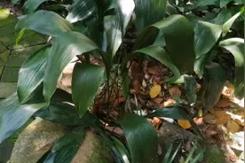 蜘蛛抱蛋！好看又有用的野生植物！农村偶见，你还记得吗？视频封面