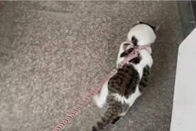 带猫咪去楼顶溜猫，它猛拉着主人就下楼往家跑…真聪明！视频封面