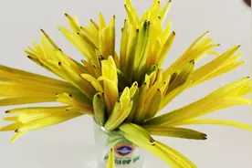 新鲜黄花菜要想做凉菜老菜农教你一招有毒物质秋水仙碱立马去无踪视频封面