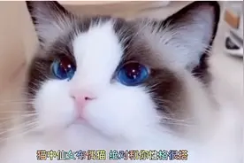 十二星座都适合养什么猫？看看你适合养什么吧！#毕业#