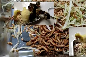 养小鸭子第六天，小鸭子太弱了，给吃面包虫，看看能吃吧视频封面