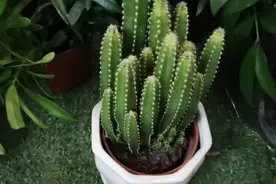 万重山仙人掌科系的绿植盆景盆栽，秋冬季节怎么养护经验收藏分享