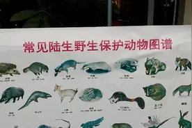 国家保护动物图谱，百度都没这么详细