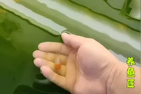 宇野金鱼小鱼苗出现一条经典色 齐腮红 但尾巴有严重缺陷 太可惜视频封面