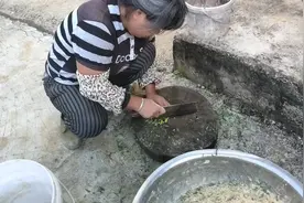 朋友说第一次听说用辣椒喂鸡让大家看用辣椒拌鸡料喂鸡，鸡吃吗？