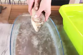 将鱼放入零下200℃液态氮中瞬间冻成冰，放入水中又活过来了视频封面