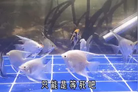 15条燕鱼入缸8天死了两条，拉白便是肠炎吗？老三样能不能治好？视频封面