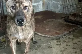 老虎斑，师傅狗，也就是称火锅狗🌝🌝。