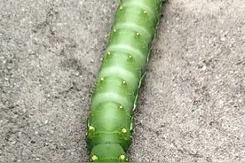 看看这是什么动物？