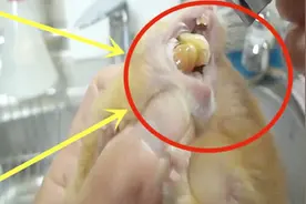 小仓鼠听说要拔牙：我把花生都吐出来给你，放过我好吗！视频封面