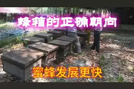 蜂箱摆放最好位置+最合理方向，不用费心管理，都能产蜂蜜夺高产视频封面