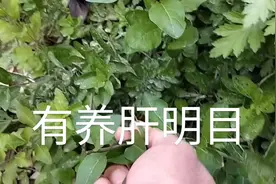 甜菜芽，你吃过吗？很常见，可增强人体免疫力视频封面