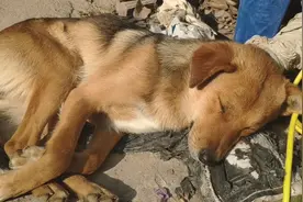 我家小黄狗困的啊怎么叫都叫不醒，这晚上干啥去了困成这样子